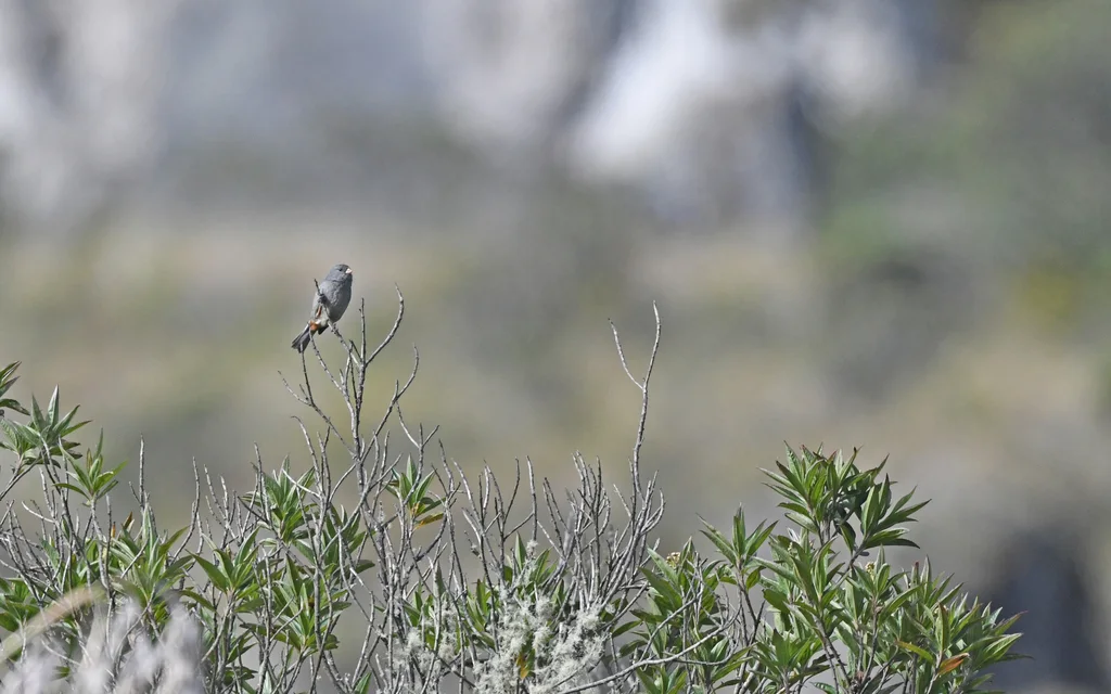 黄嘴栗臀雀(Catamenia homochroa)