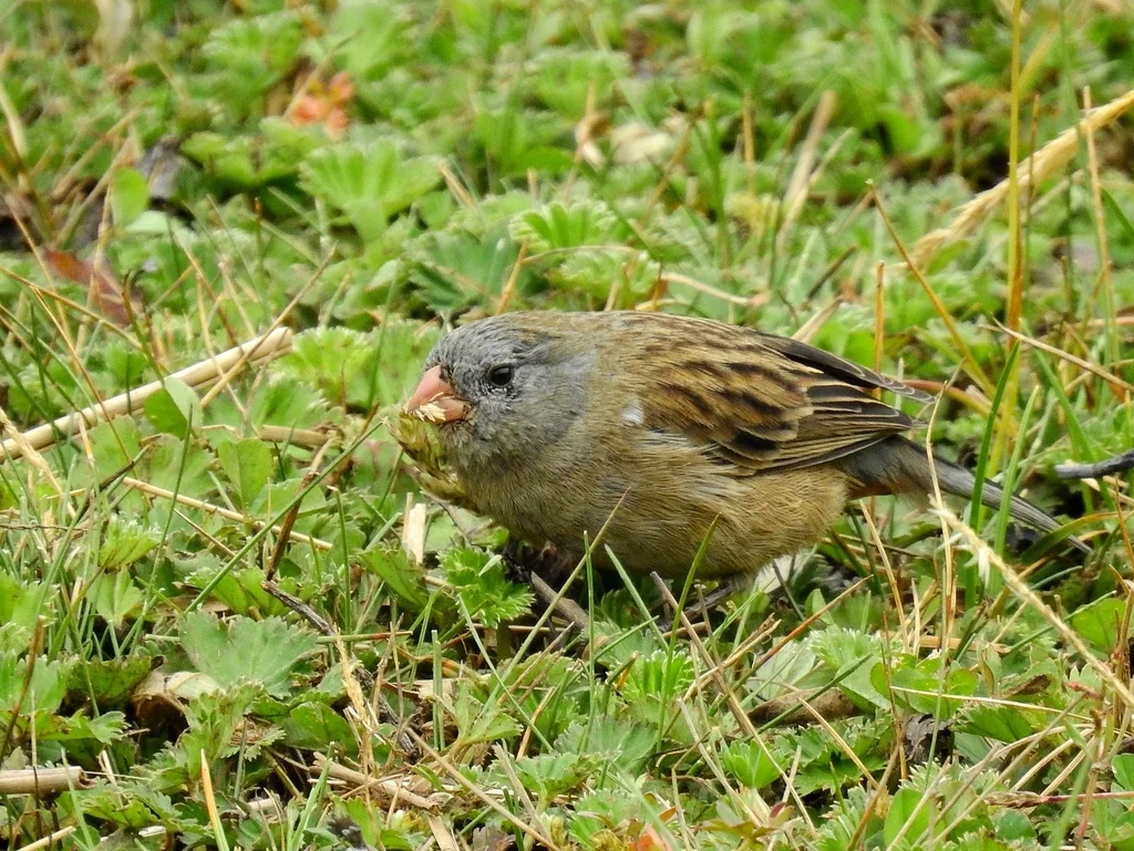 纯色栗臀雀（Catamenia inornata）