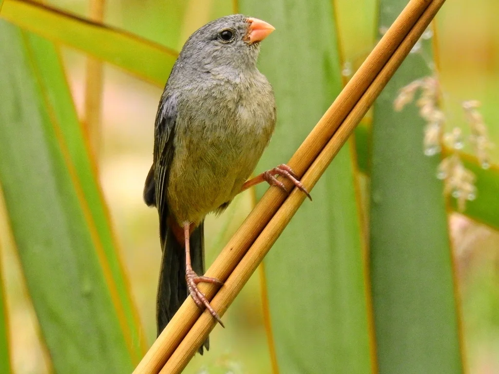 纯色栗臀雀（Catamenia inornata）