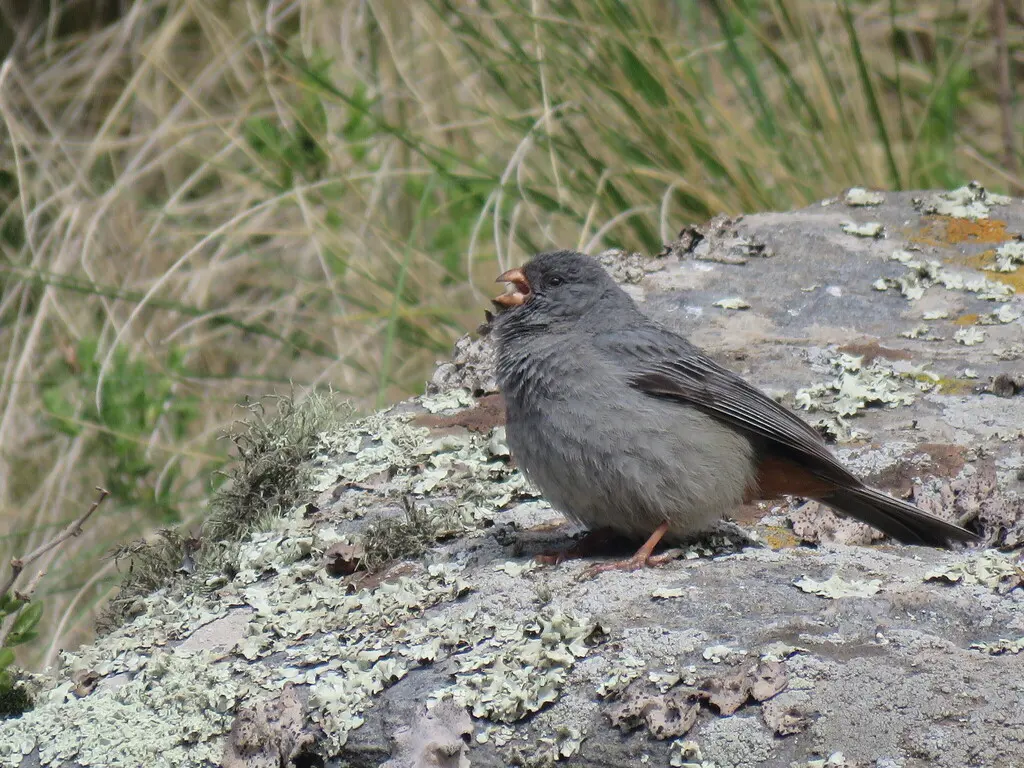 纯色栗臀雀（Catamenia inornata）