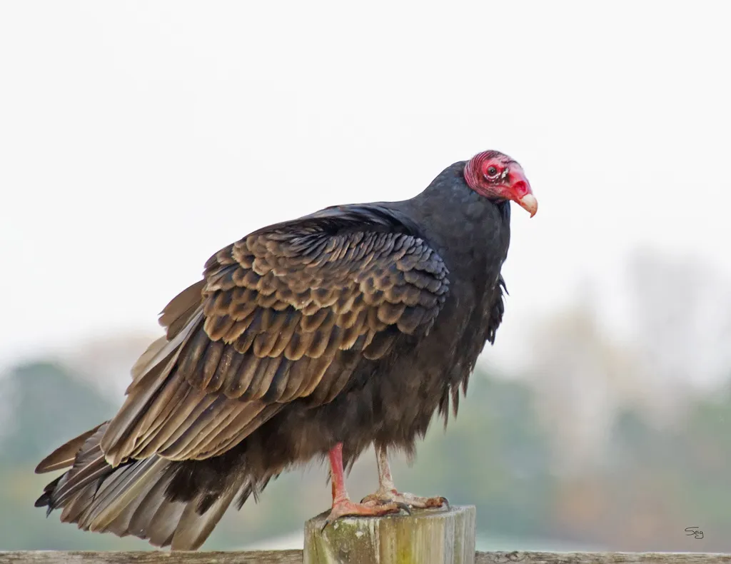 红头美洲鹫（Cathartes aura）