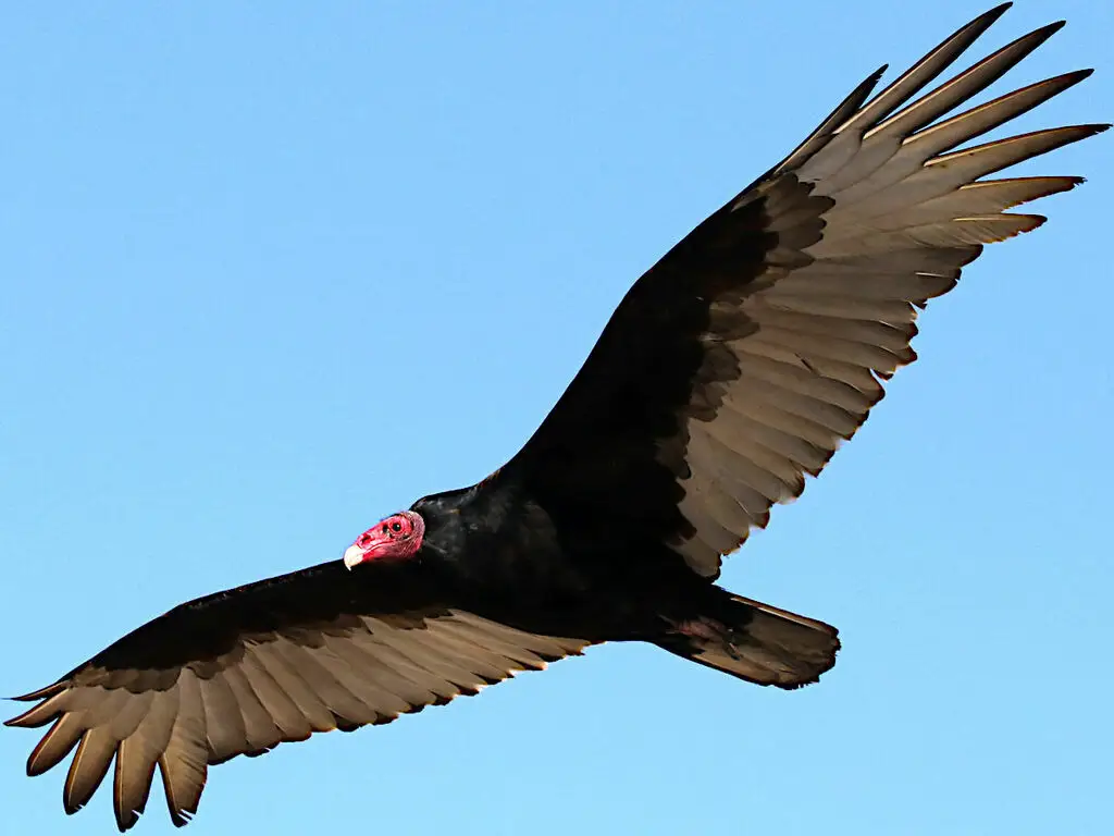 红头美洲鹫（Cathartes aura）