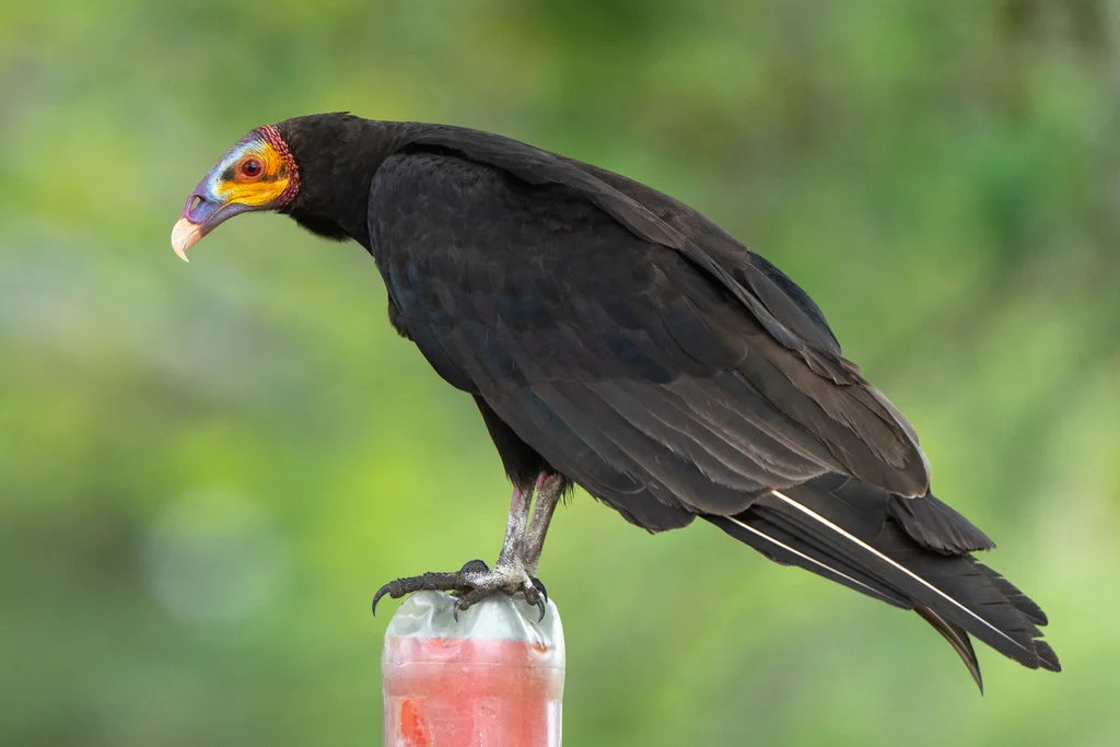 小黄头美洲鹫(Cathartes burrovianus)