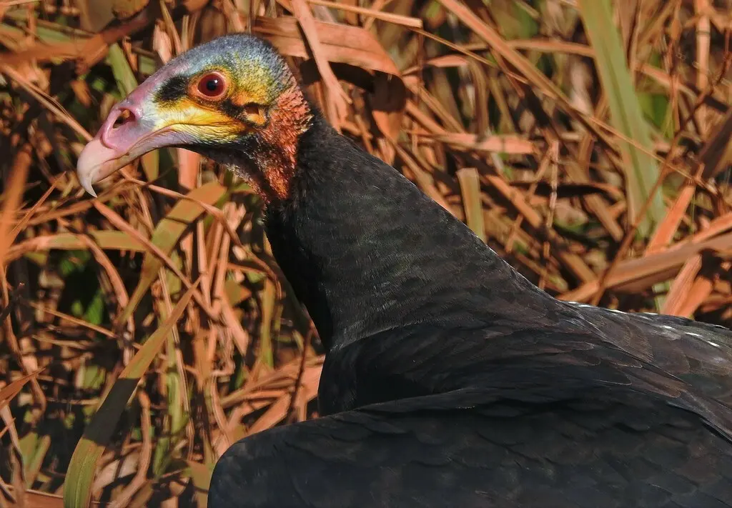 小黄头美洲鹫(Cathartes burrovianus)