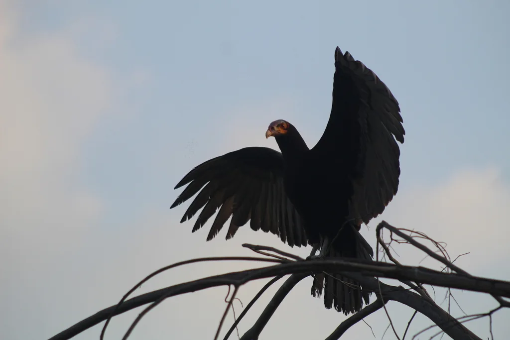 小黄头美洲鹫(Cathartes burrovianus)