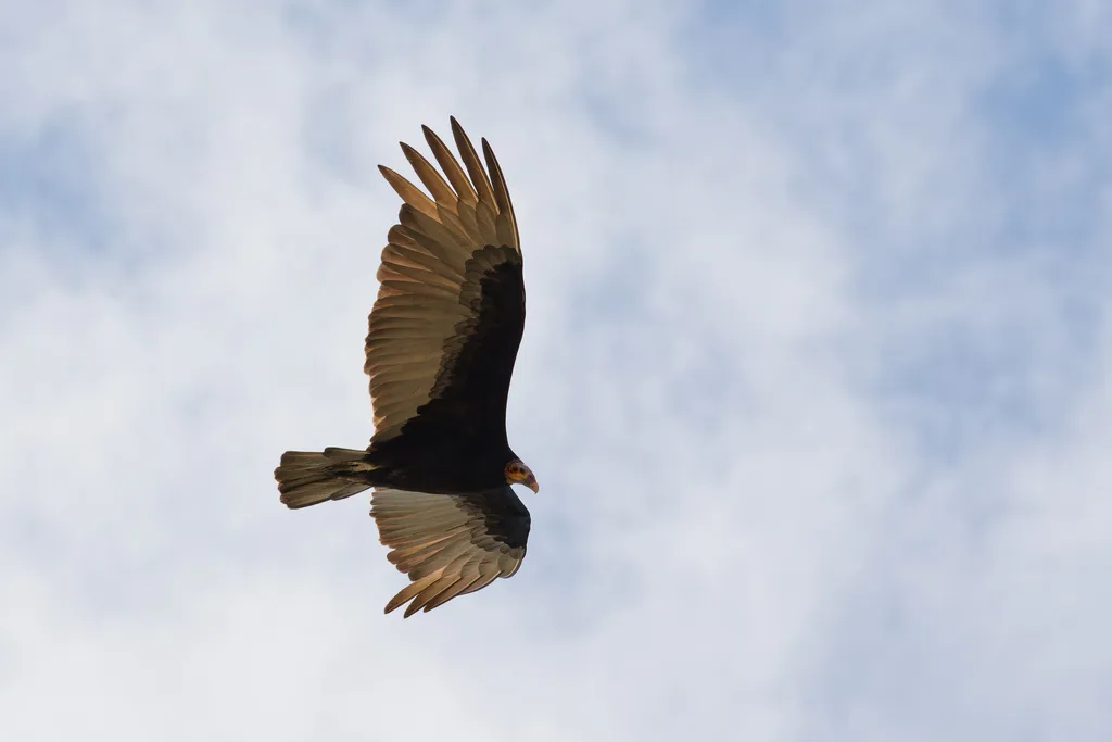 小黄头美洲鹫(Cathartes burrovianus)
