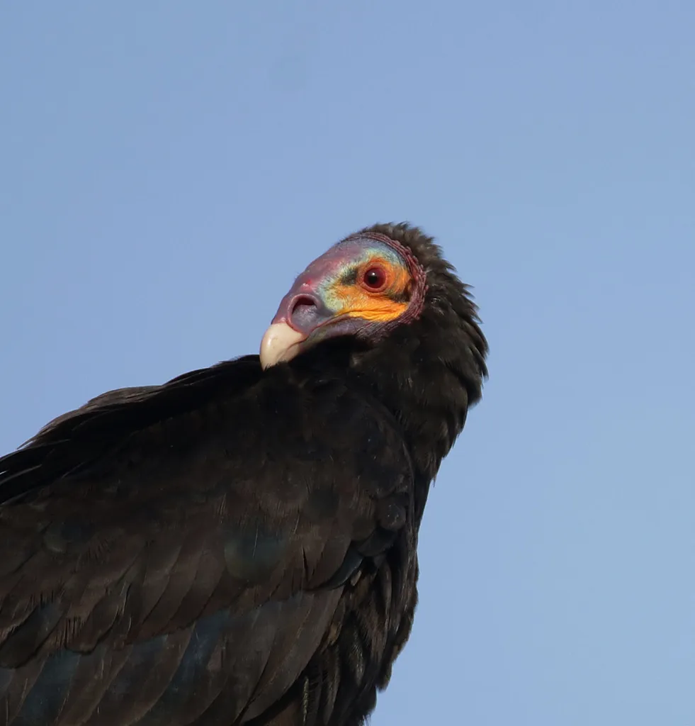 小黄头美洲鹫(Cathartes burrovianus)