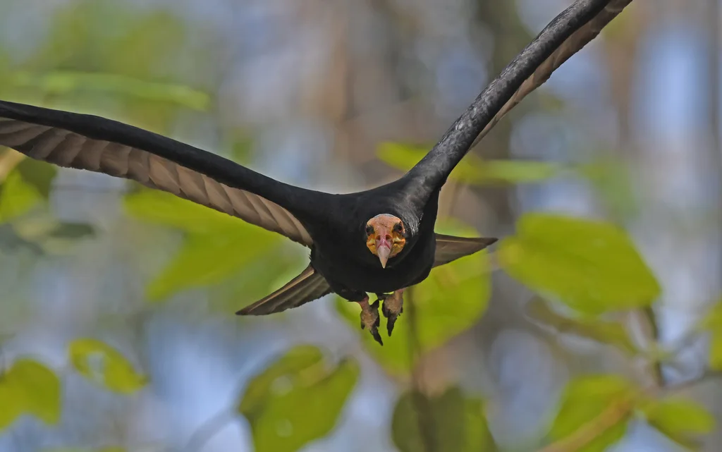 大黄头美洲鹫(Cathartes melambrotus)
