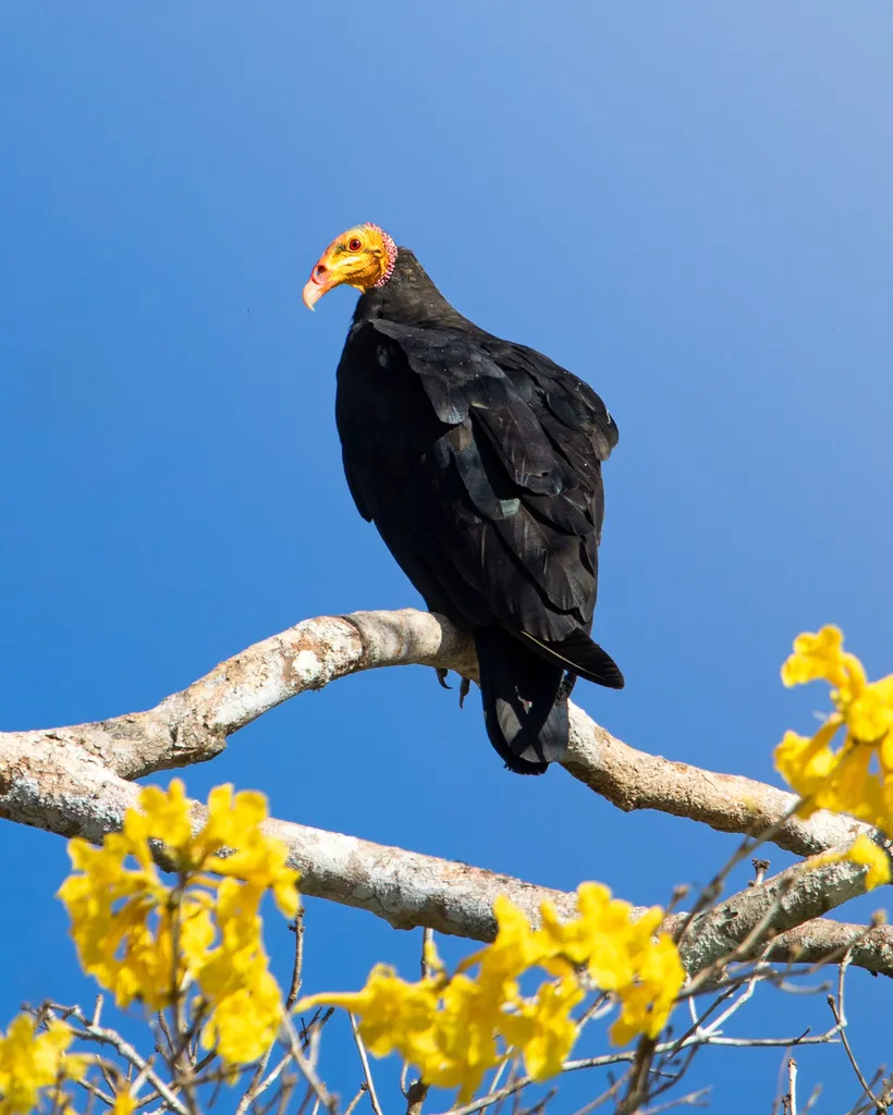 大黄头美洲鹫(Cathartes melambrotus)