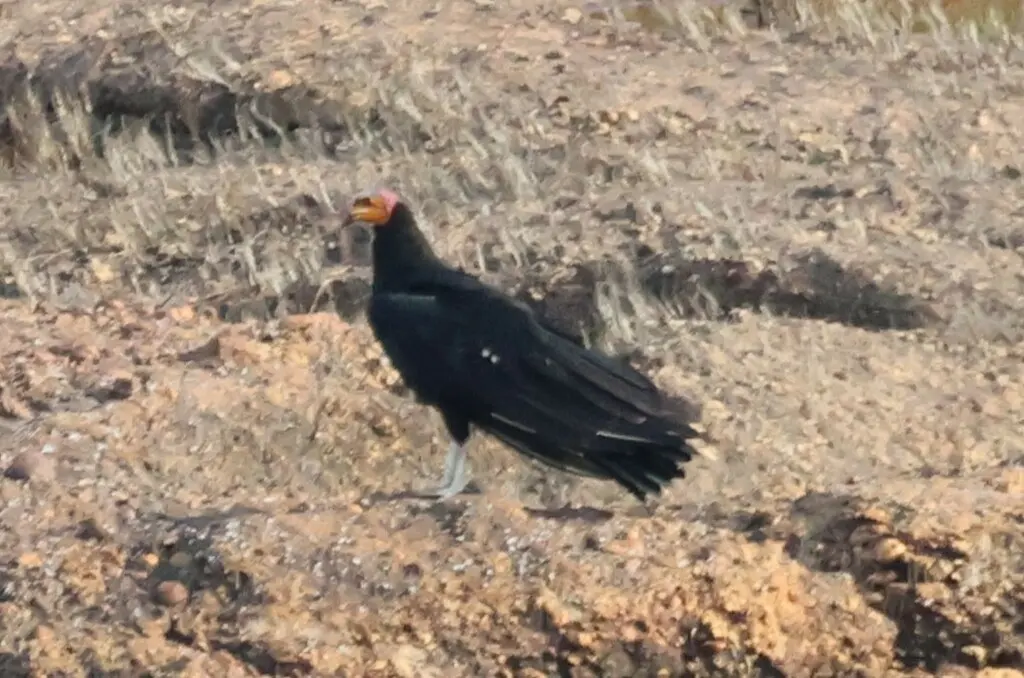 大黄头美洲鹫(Cathartes melambrotus)