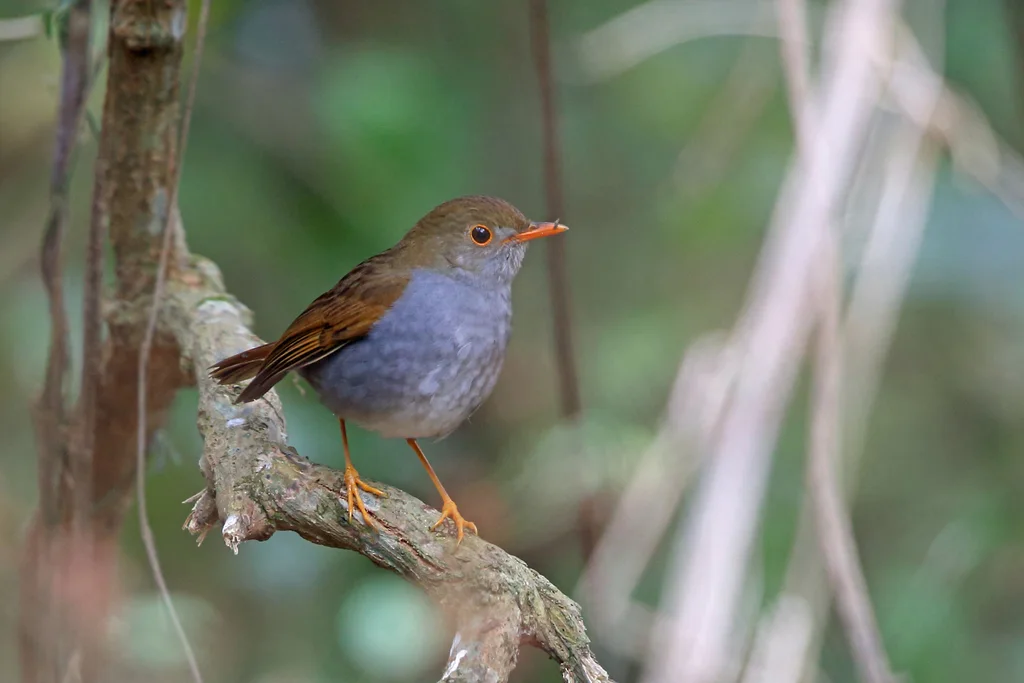 橙腹夜鸫（Catharus aurantiirostris）