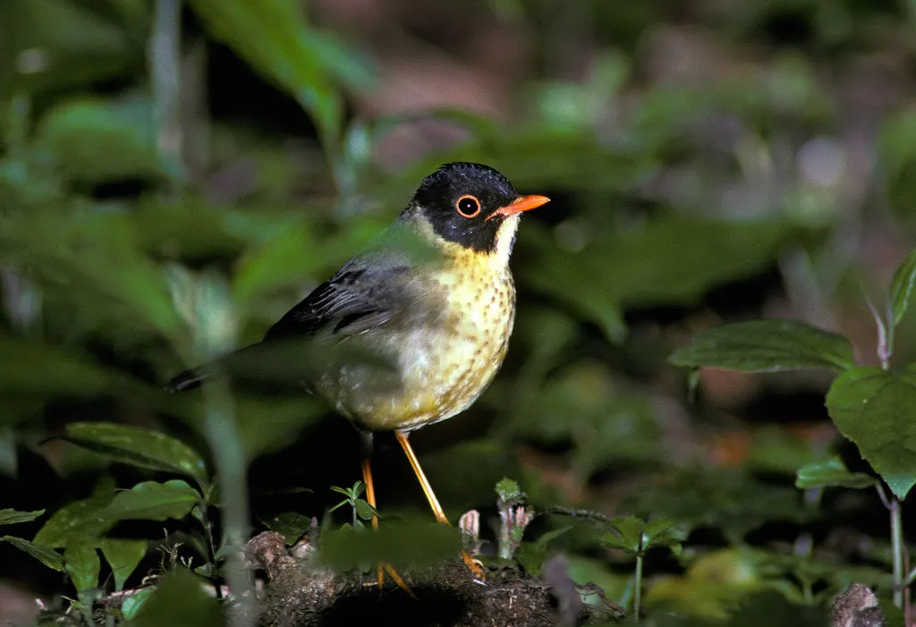 斑夜鸫(Catharus dryas)