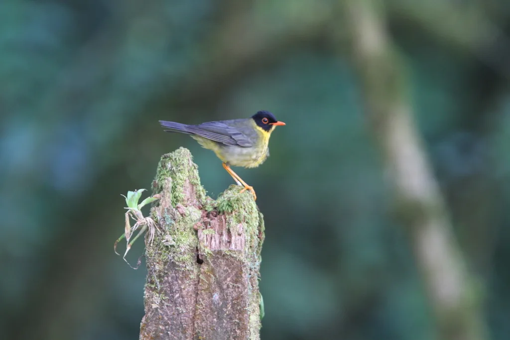 斑夜鸫(Catharus dryas)