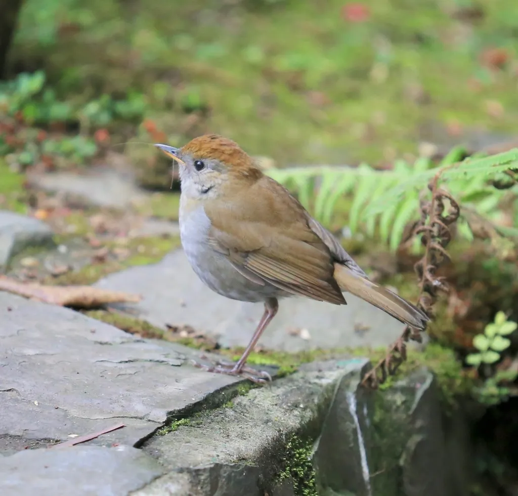 红顶夜鸫（Catharus frantzii）