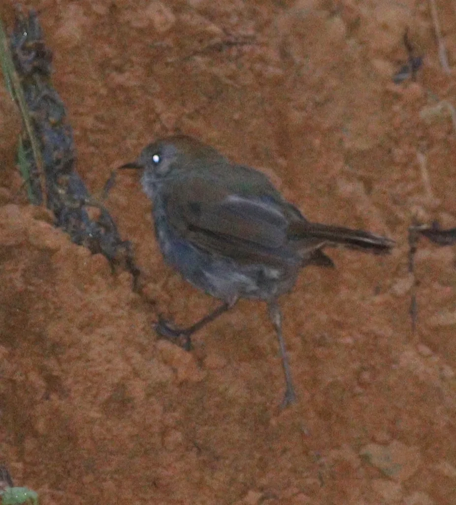红顶夜鸫（Catharus frantzii）