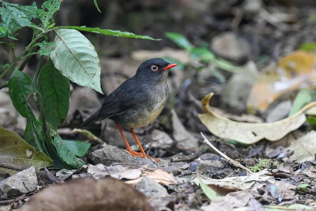 灰背夜鸫（Catharus fuscater）