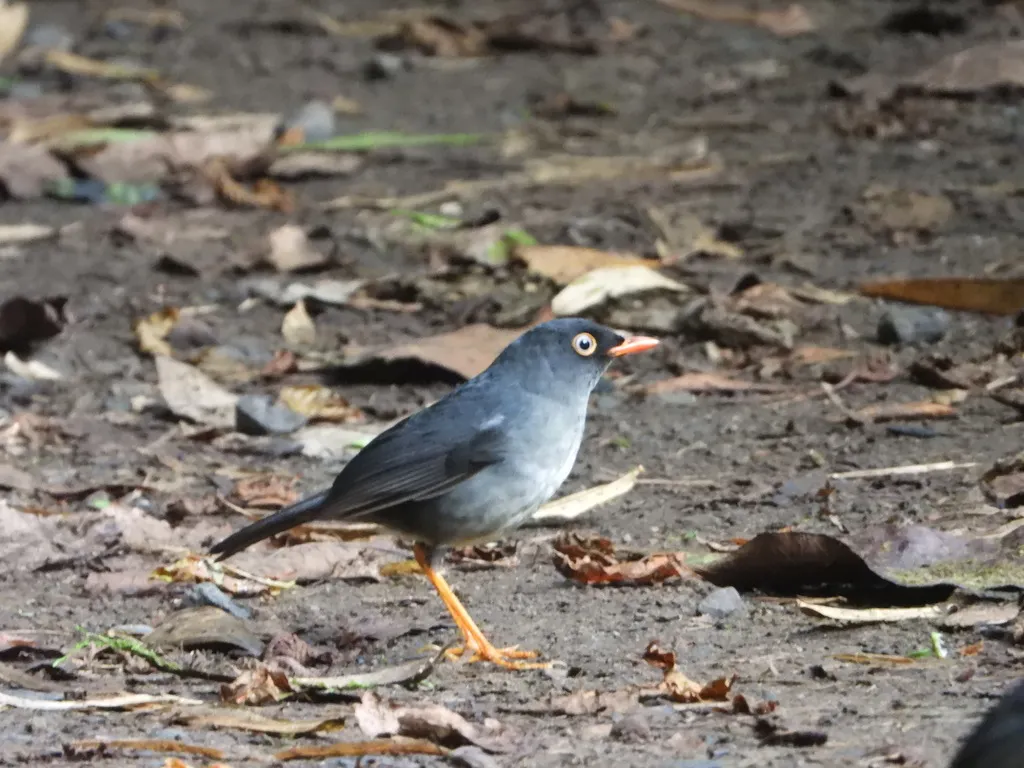 灰背夜鸫（Catharus fuscater）