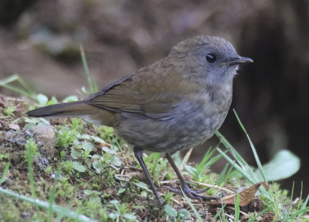 黑嘴夜鸫(Catharus gracilirostris)