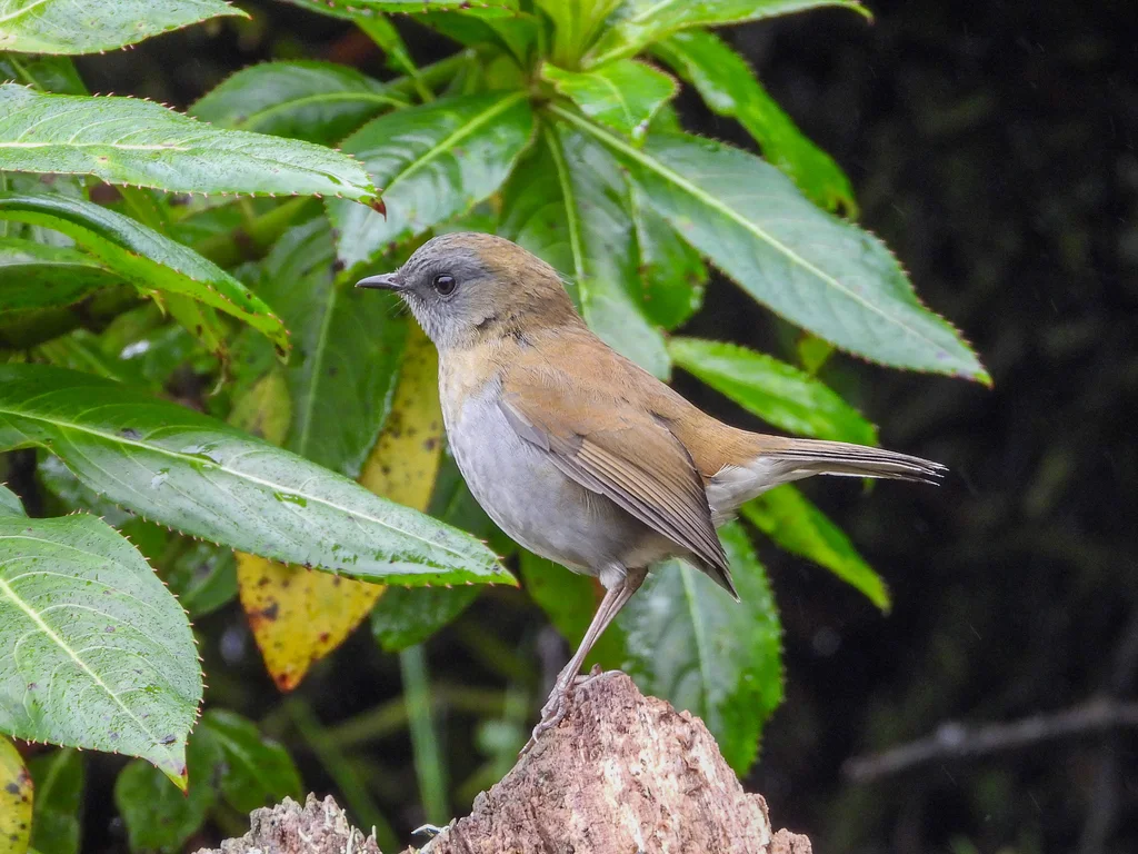 黑嘴夜鸫(Catharus gracilirostris)