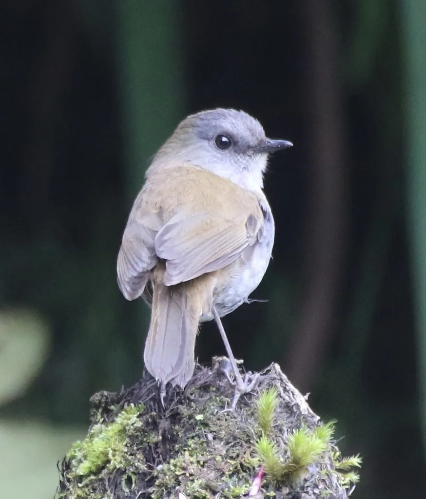 黑嘴夜鸫(Catharus gracilirostris)