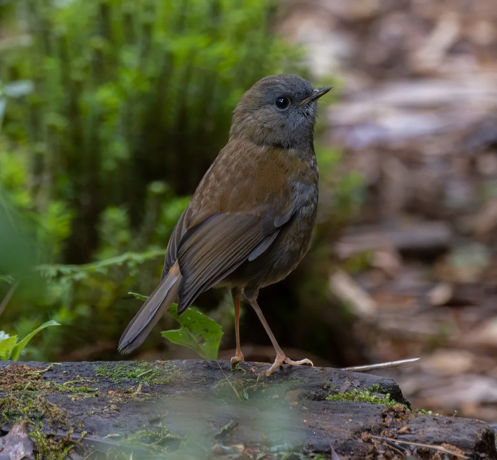 黑嘴夜鸫(Catharus gracilirostris)
