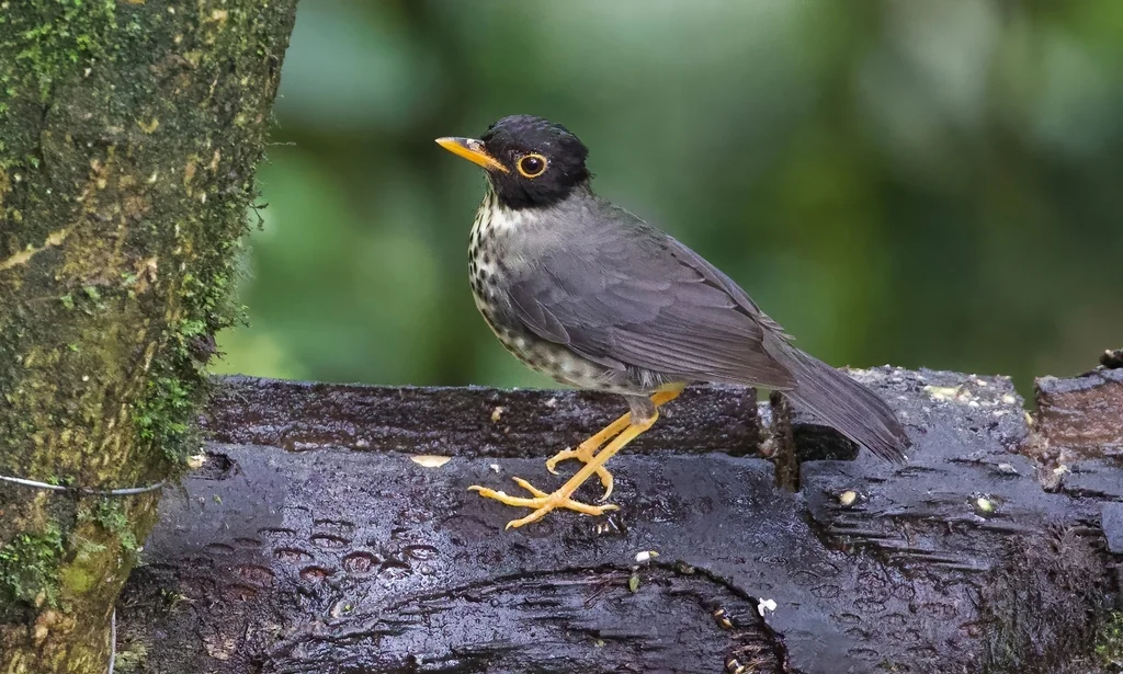 斯克氏夜鸫(Catharus maculatus)