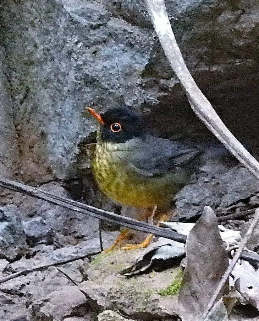 斯克氏夜鸫(Catharus maculatus)