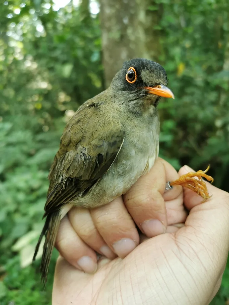 黑头夜鸫(Catharus mexicanus)