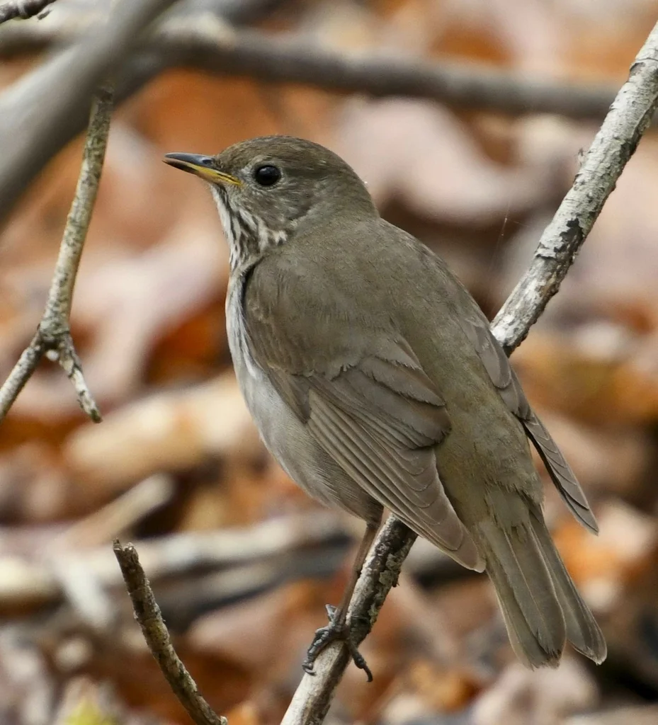 灰颊夜鸫(Catharus minimus)