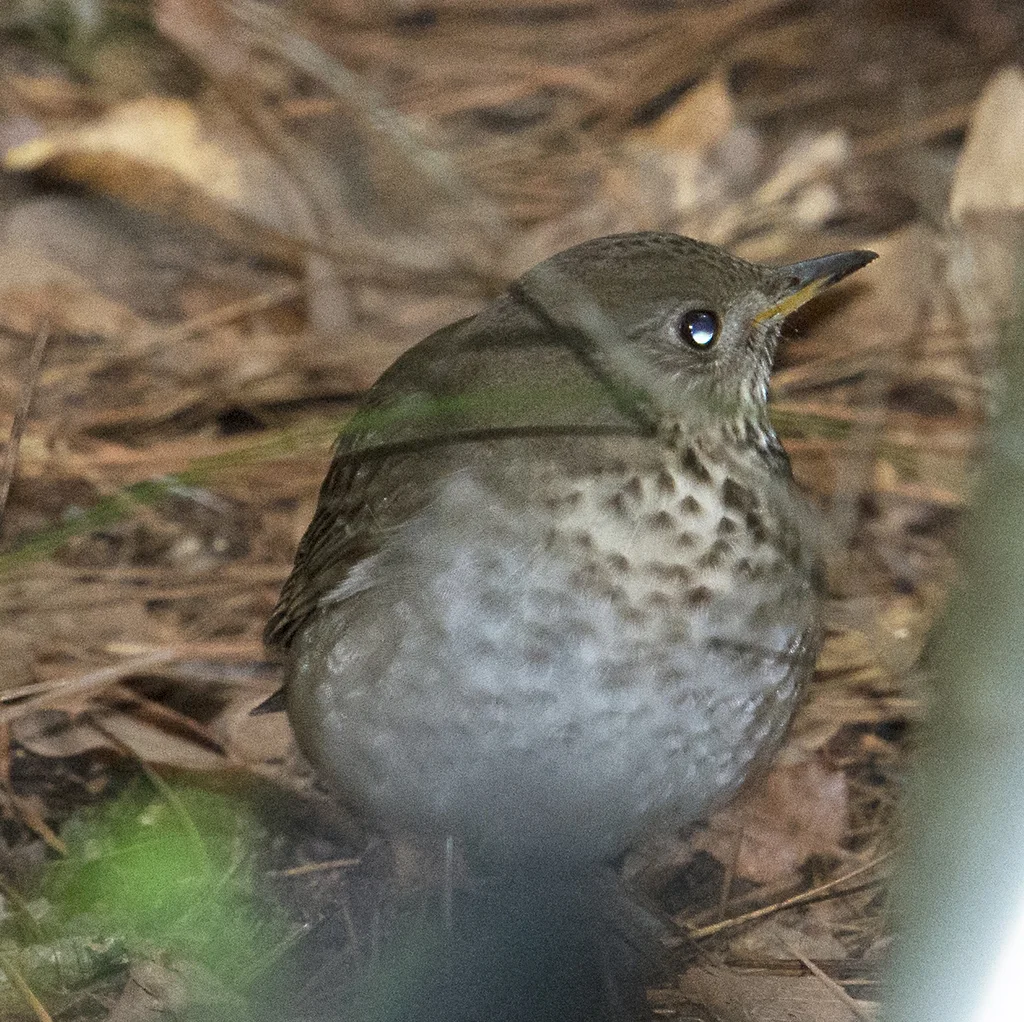 灰颊夜鸫(Catharus minimus)