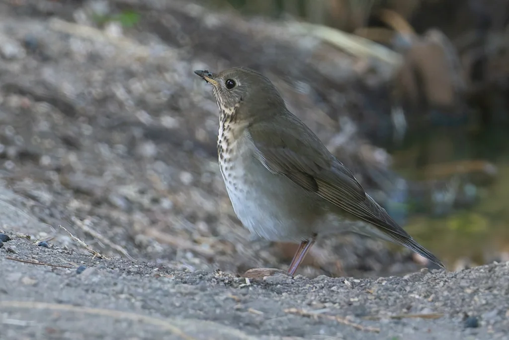 灰颊夜鸫(Catharus minimus)