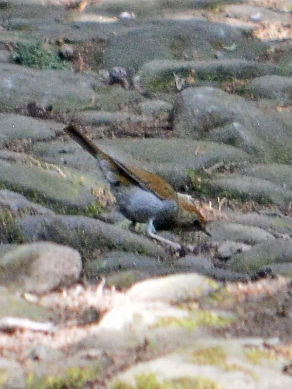 茶色夜鸫(Catharus occidentalis)