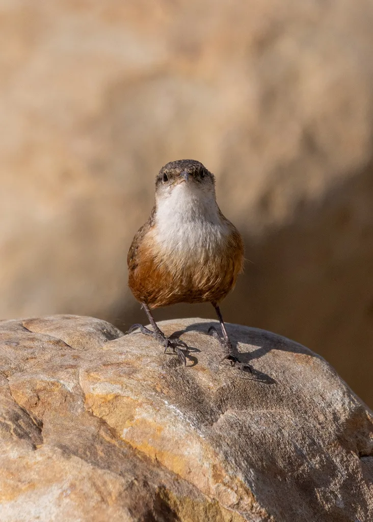 墨西哥鹪鹩（Catherpes mexicanus）