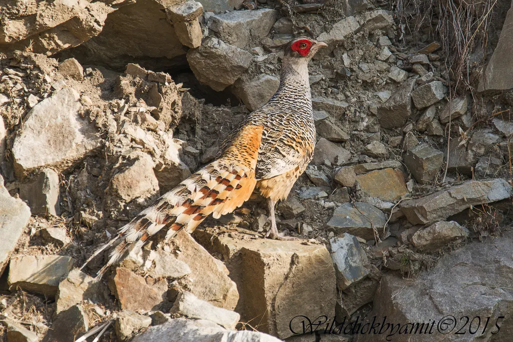彩雉(Catreus wallichii)