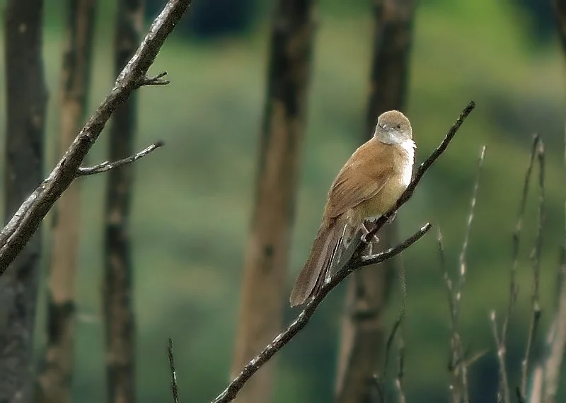 扇尾芦莺（Catriscus brevirostris）