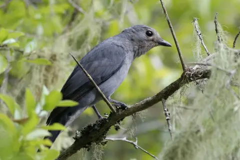 非洲灰鹃鵙