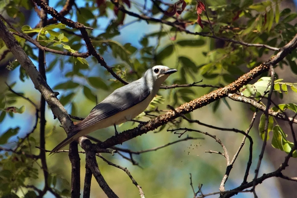白胸鹃鵙(Ceblepyris pectoralis)
