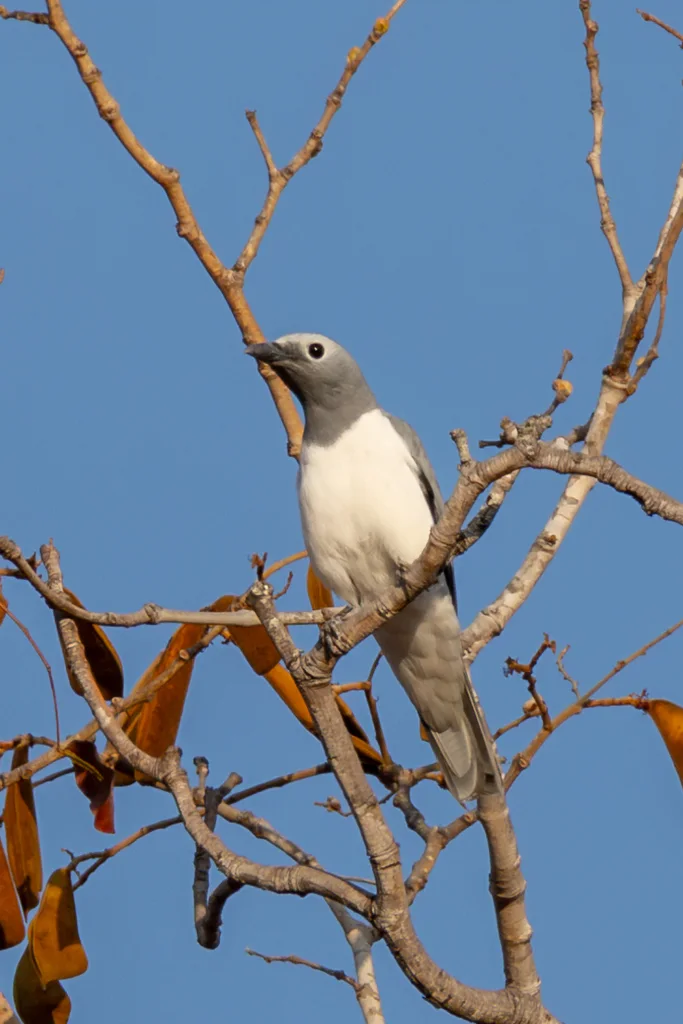 白胸鹃鵙(Ceblepyris pectoralis)