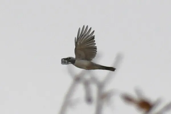 白胸鹃鵙(Ceblepyris pectoralis)