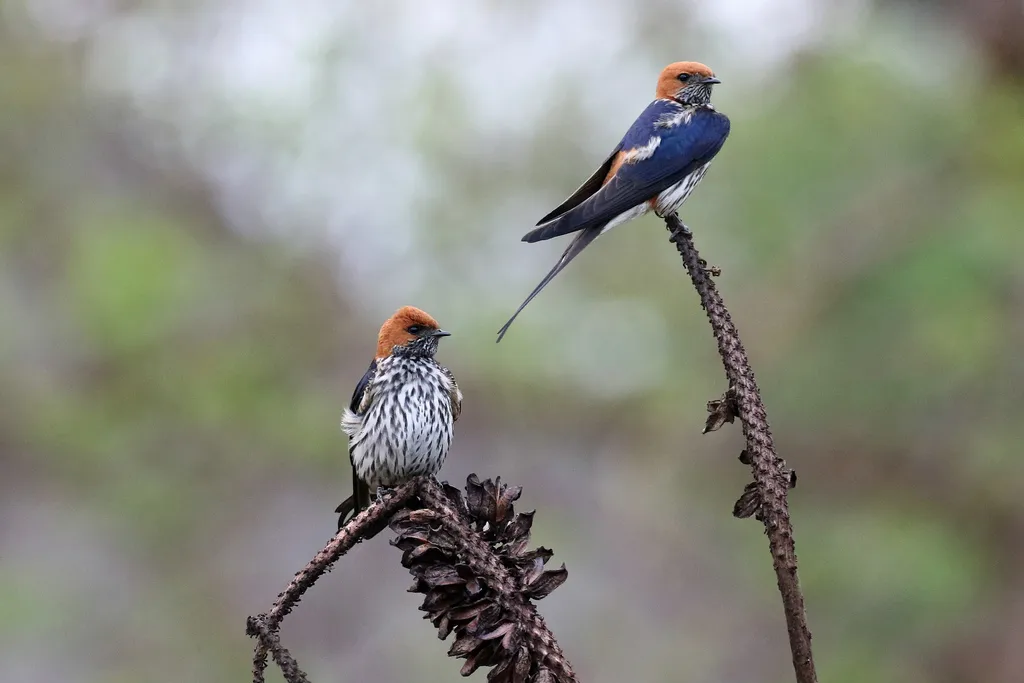 小纹燕(Cecropis abyssinica)