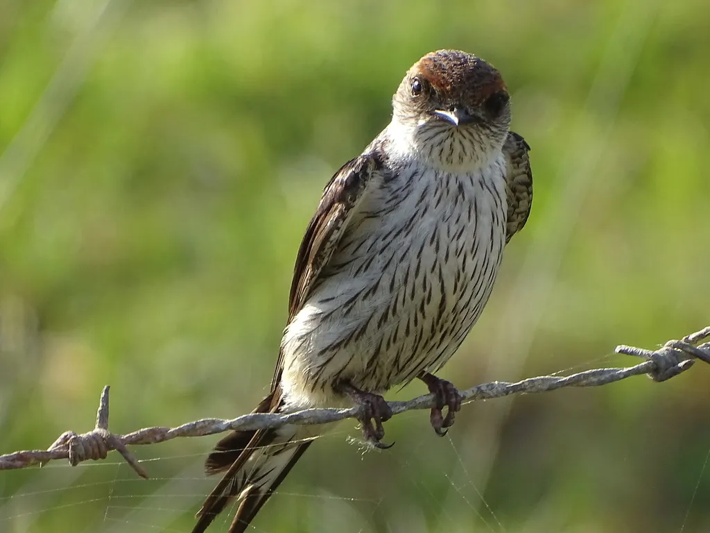 大纹燕（Cecropis cucullata）