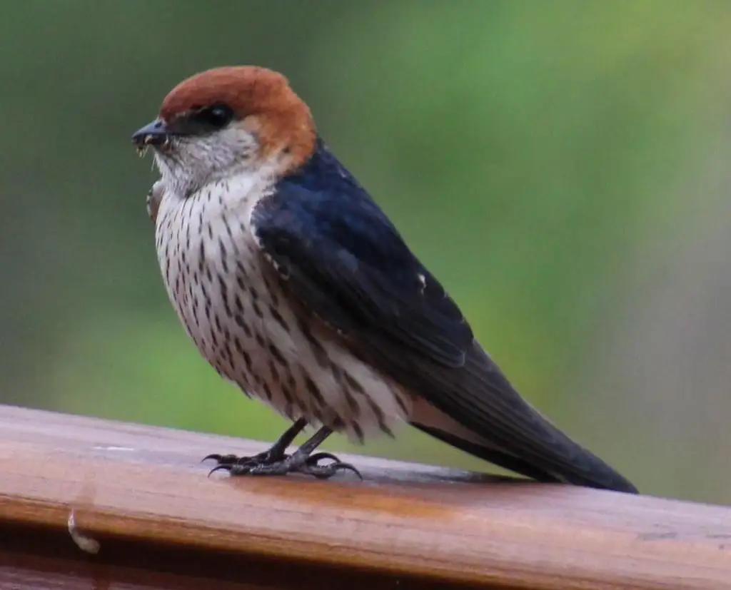 大纹燕（Cecropis cucullata）