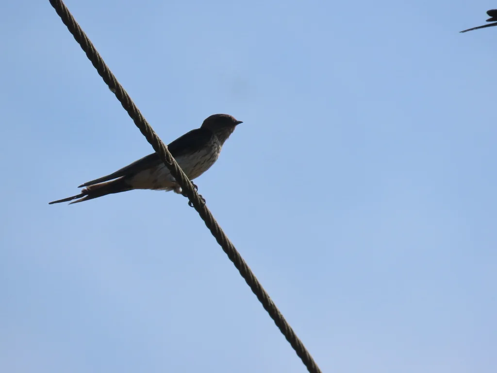金腰燕(Cecropis daurica)