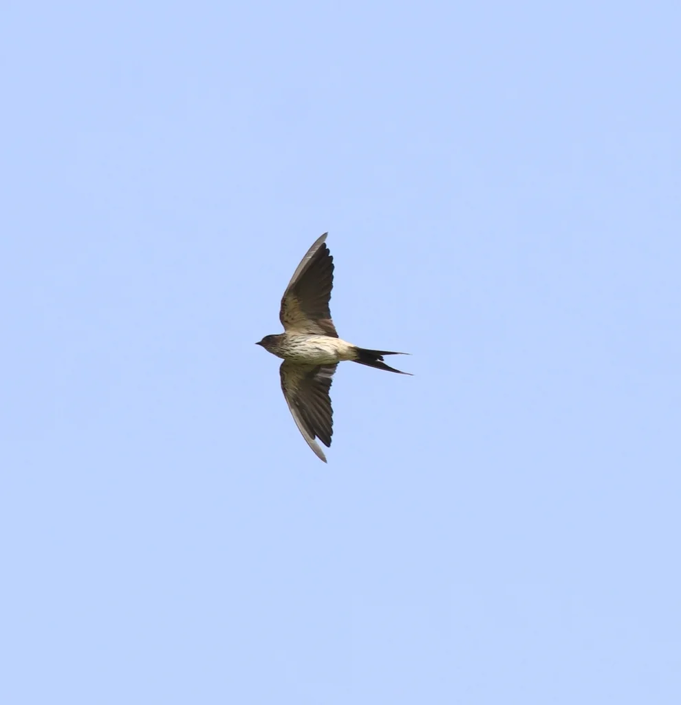 金腰燕(Cecropis daurica)
