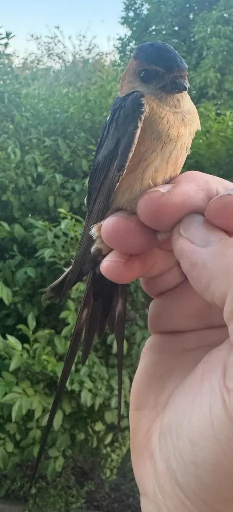 欧金腰燕(Cecropis rufula)