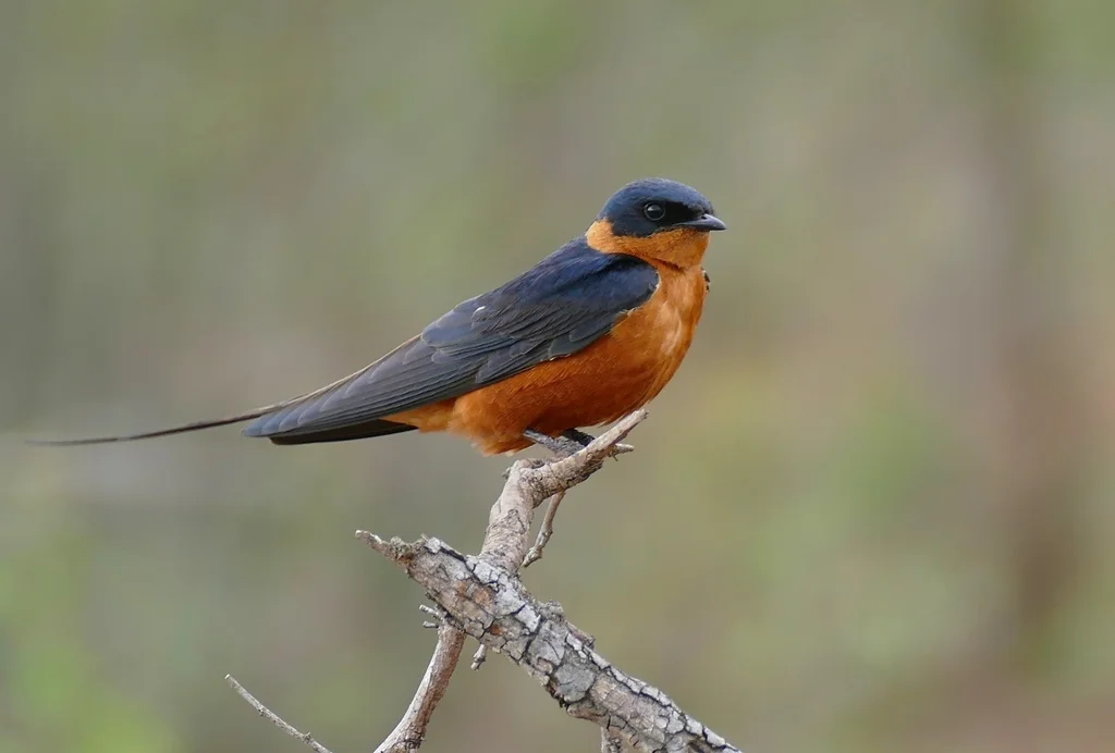 褐胸燕(Cecropis semirufa)