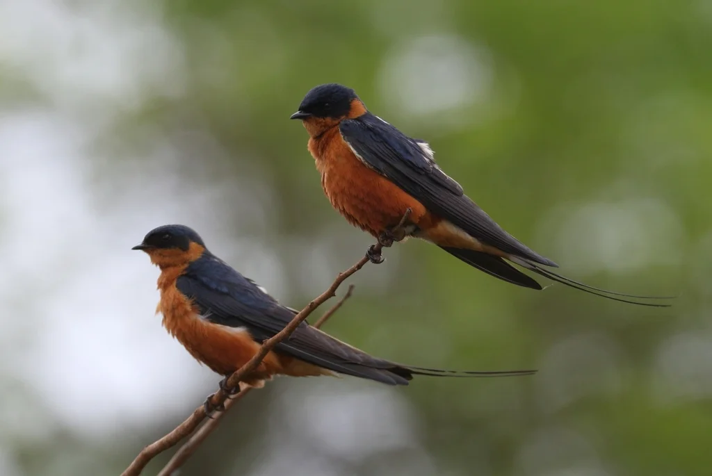 褐胸燕(Cecropis semirufa)
