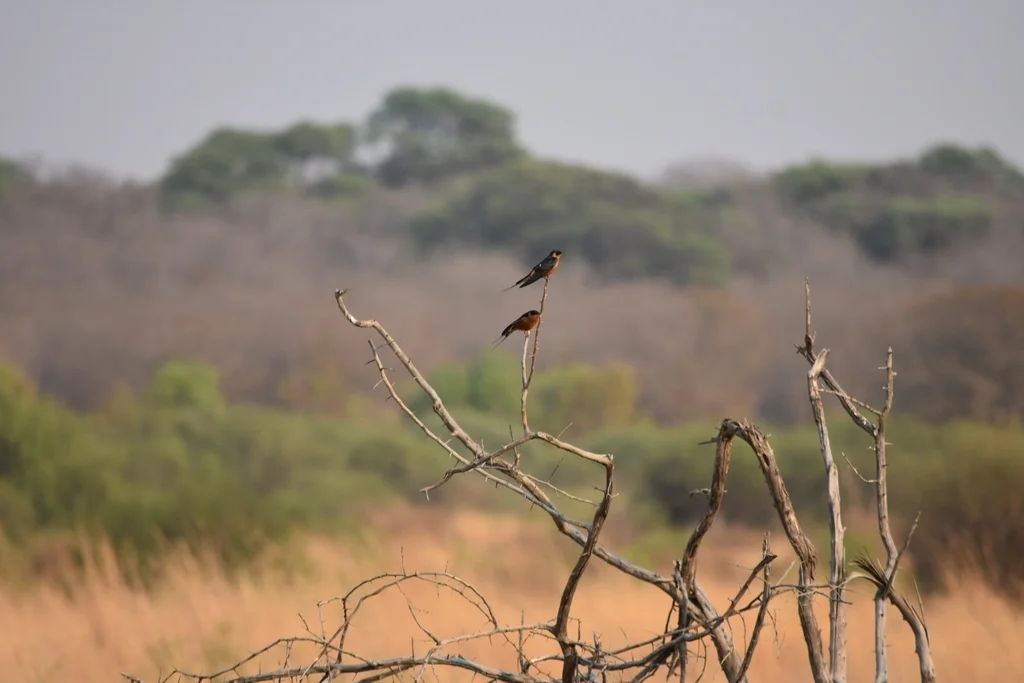 褐胸燕(Cecropis semirufa)