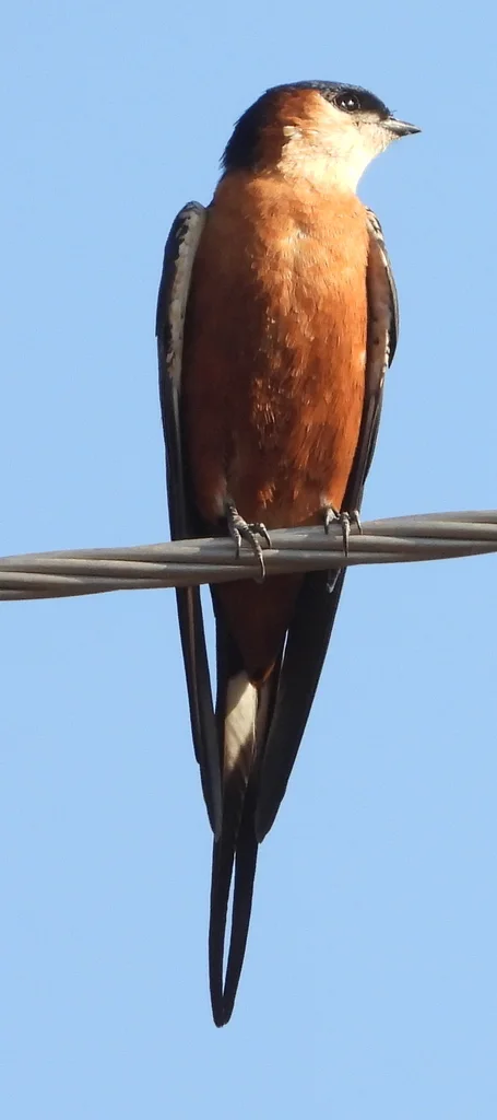 塞内加尔燕（Cecropis senegalensis）