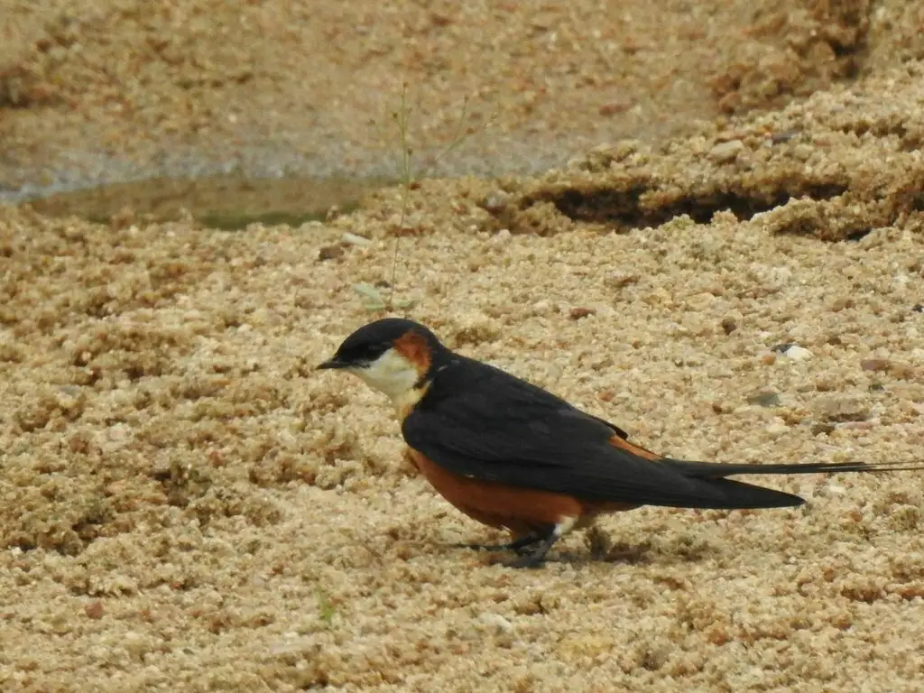 塞内加尔燕（Cecropis senegalensis）